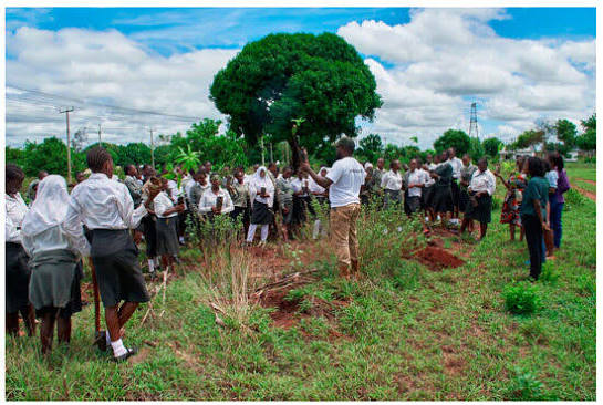 trees to plant